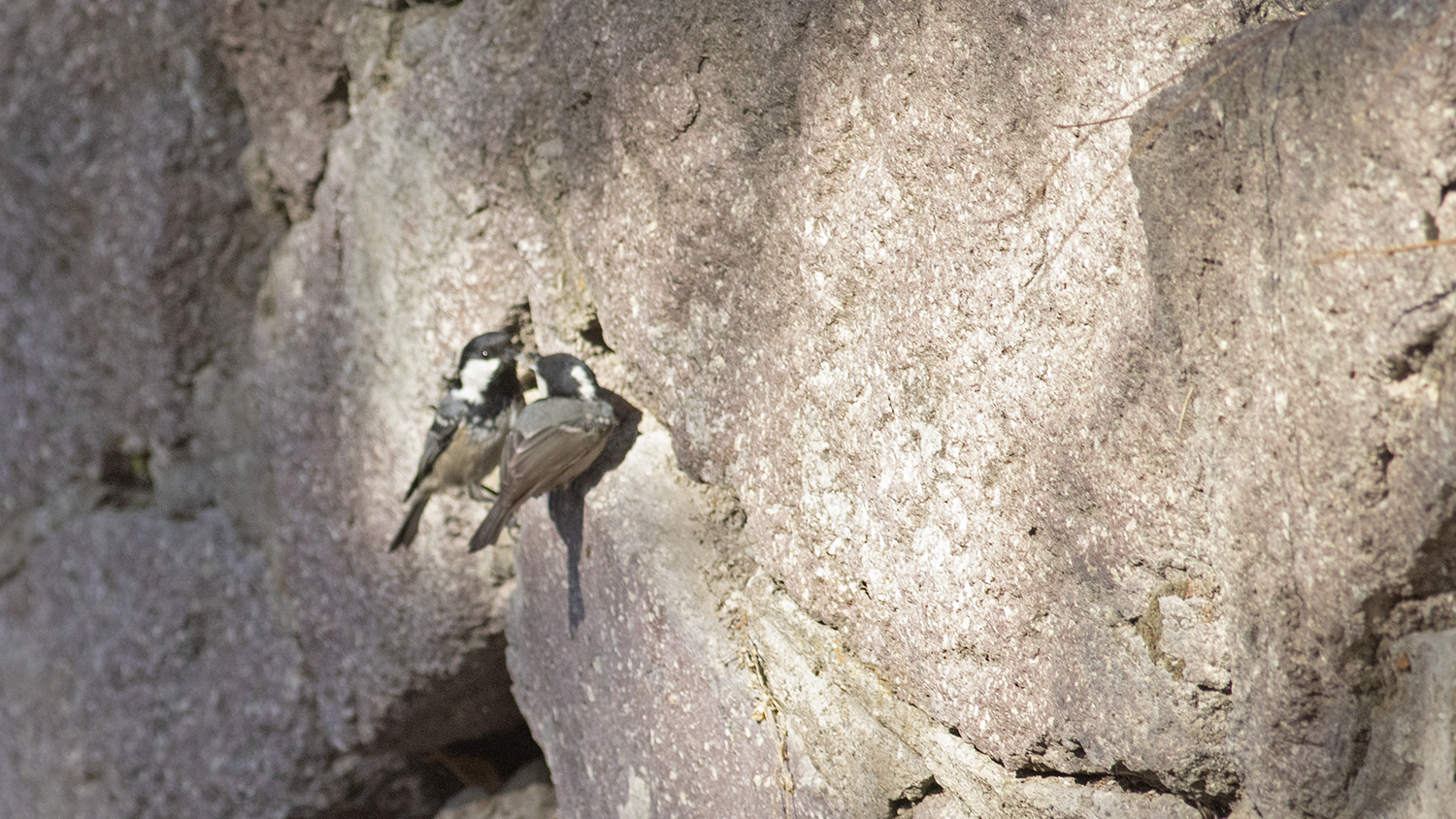 Coal Tit